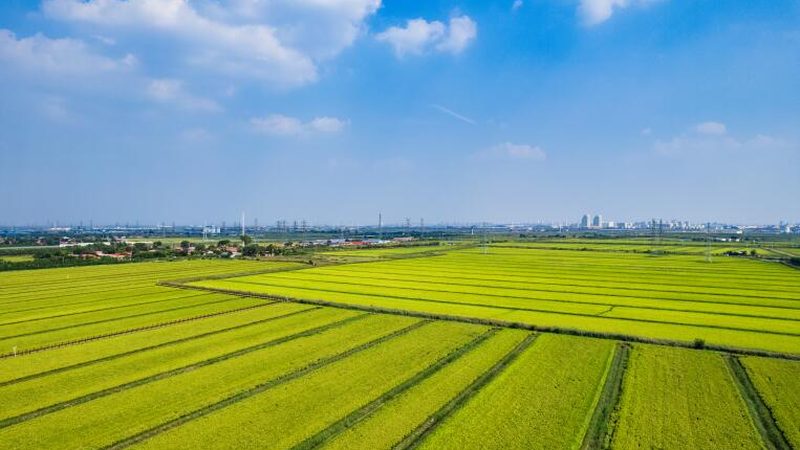 小型種植戶如何高效進行農(nóng)資批發(fā)采購**