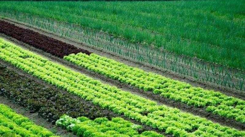 大豆種植土壤要求：土壤健康是產(chǎn)量的基石