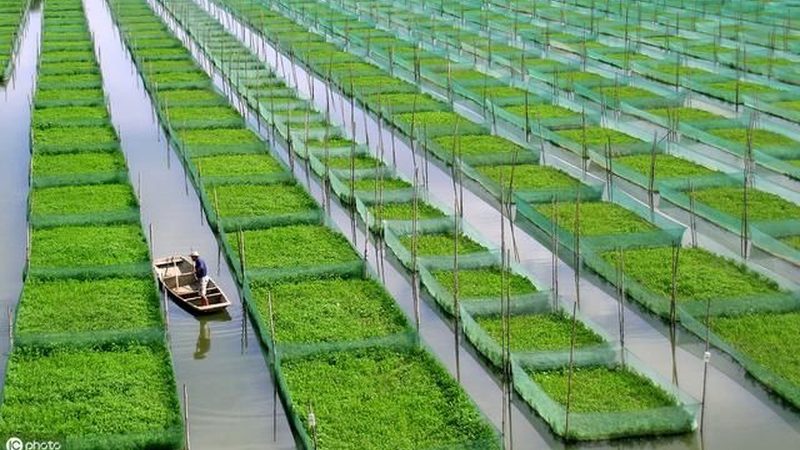 家庭農場補貼申請，流程詳解助您順利領款