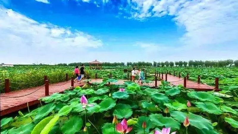 學(xué)校蔬菜配送方案：構(gòu)建安全、高效的校園餐桌