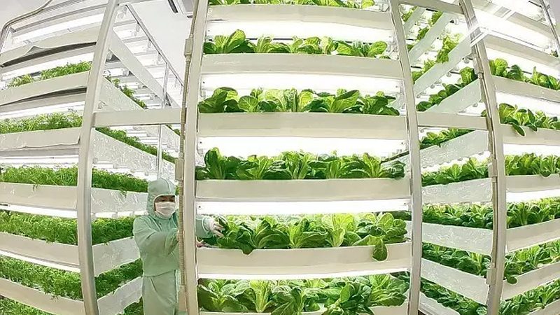 河南糧食種植合作社補(bǔ)貼政策解析：如何抓住政策紅利