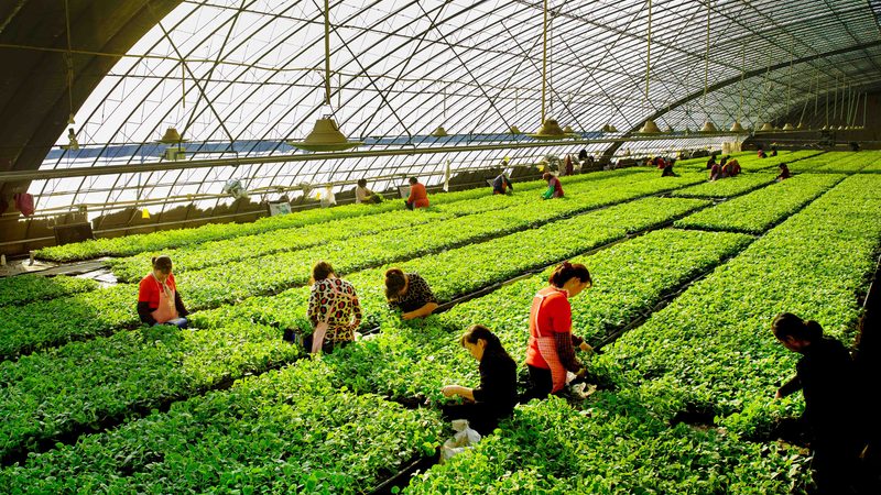 合作社注銷公告去哪查？官網(wǎng)操作流程與常見誤區(qū)